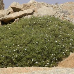 Convolvulus trabutianus