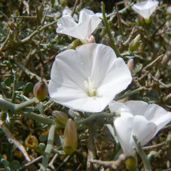 Convolvulus trabutianus