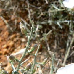 Convolvulus trabutianus