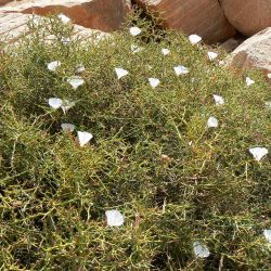 Convolvulus trabutianus