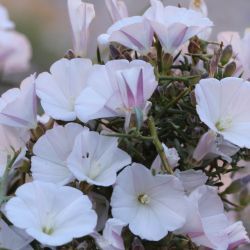 Convolvulus trabutianus