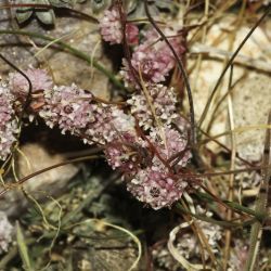 Cuscuta planiflora