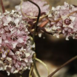 Cuscuta planiflora