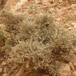 Seddera latifolia