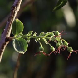 Coriaria myrtifolia