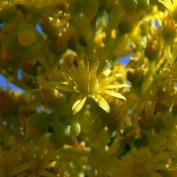 Aeonium arboreum