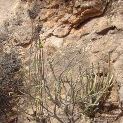 Kalanchoë laciniata subsp. faustii