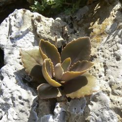 Kalanchoë laciniata subsp. faustii