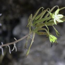 Pistorinia attenuata subsp. attenuata