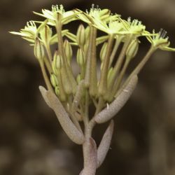 Pistorinia attenuata subsp. attenuata