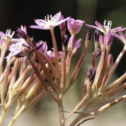 Pistorinia attenuata subsp. mairei