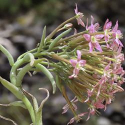 Pistorinia attenuata subsp. mairei