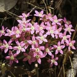 Pistorinia attenuata subsp. mairei
