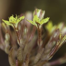 Pistorinia breviflora  subsp. breviflora