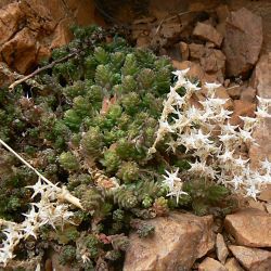 Sedum acre subsp. neglectum