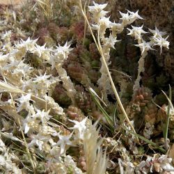 Sedum acre subsp. neglectum