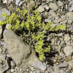 Sedum acre subsp. neglectum