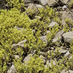 Sedum acre subsp. neglectum