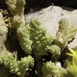 Sedum acre subsp. neglectum