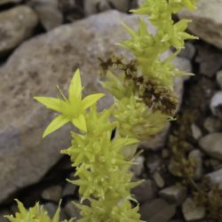 Sedum acre subsp. neglectum