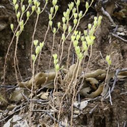 Sedum amplexicaule