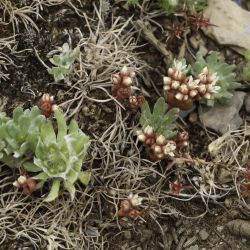 Sedum andegavense