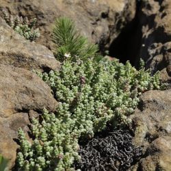 Sedum brevifolium