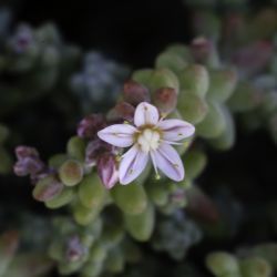Sedum brevifolium