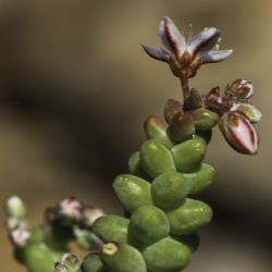 Sedum brevifolium