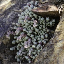 Sedum brevifolium