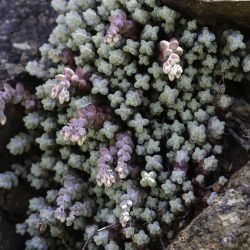 Sedum brevifolium