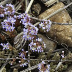 Sedum caeruleum