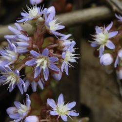 Sedum caeruleum