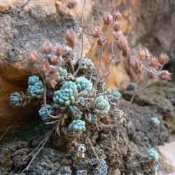 Crassulaceae