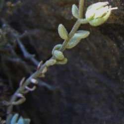 Sedum dasyphyllum