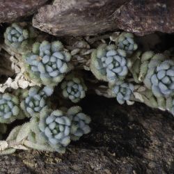 Sedum dasyphyllum