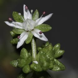 Sedum jahandiezii