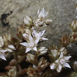 Sedum jahandiezii