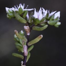 Sedum jahandiezii