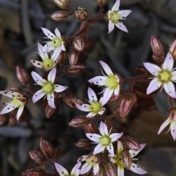 Sedum maireanum