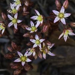 Sedum maireanum