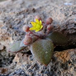 Sedum modestum