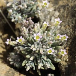 Sedum mucizonia subsp. mucizonia
