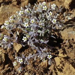 Sedum mucizonia subsp. mucizonia