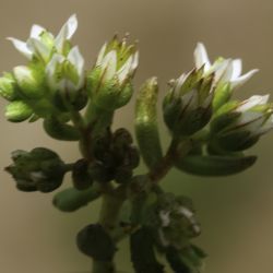 Sedum nevadense