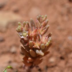 Sedum rubens