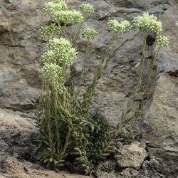 Sedum sediforme