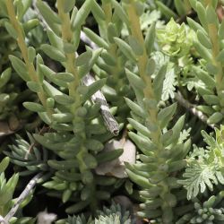 Sedum sediforme