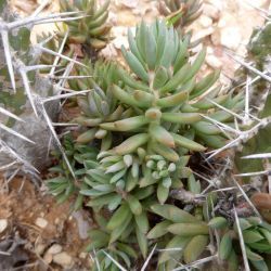 Sedum sediforme