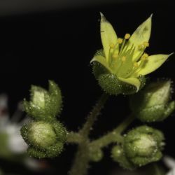 Sedum versicolor